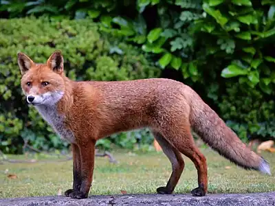 Culoarea vulpie a vulpii (Vulpes vulpes)