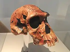 Homo habilis