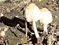 Coprinellus domesticus