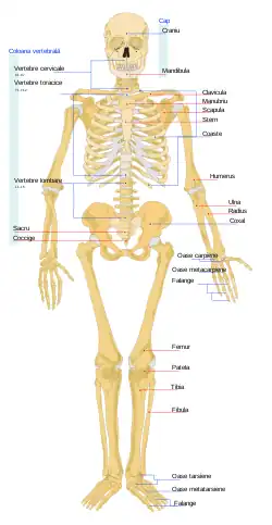 Vedere frontală a unui schelet uman adult