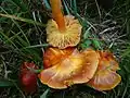 Hygrocybe aurantiosplendens