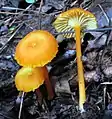 Hygrocybe cantharellus