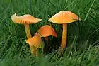 Hygrocybe ceracea