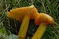Hygrocybe chlorophana