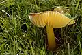 Hygrocybe chlorophana