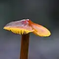 '!Hygrocybe tristis!