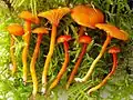 Hygrocybe insipida