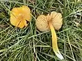 Hygrocybe persistens