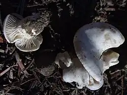 Hygrophorus gliocyclus