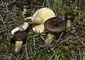 Hygrophorus hypothejus