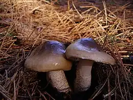 Hygophorus latitabundus