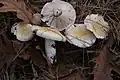 Hygrophorus ligatus