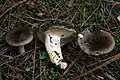 Hygrophorus meridionalis