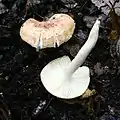 Hygrophorus nemoreus