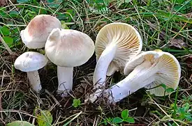 Hygrophorus queletii