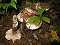 Hygrophorus russula