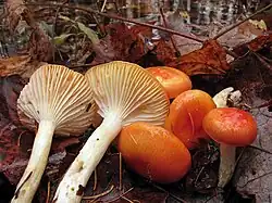 Hygrophorus speciosus