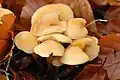 Hypholoma capnoides
