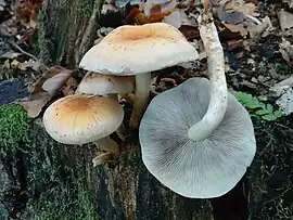 Hypholoma capnoides