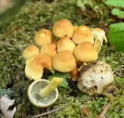 !!Hypholoma fasciculare!!