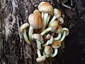 !!Hypholoma lateritium!!
