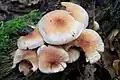!!Hypholoma lateritium !!