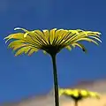 Doronicum cordifolium