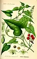 Ilustrație din Flora von Deutschland, Österreich und der Schweiz 1885