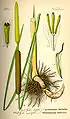 Typha latifolia