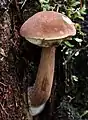 Boletus badius