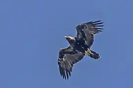 Acvilă de câmp(Aquila heliaca)