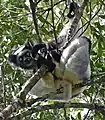 Indri indriIndriidae