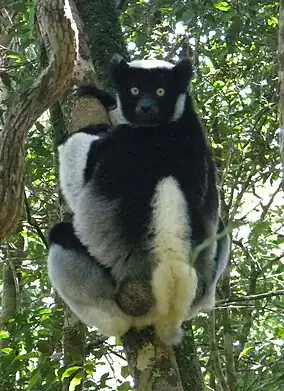 Indri (Indri indri) în Madagascar