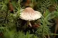 !!!Inocybe asterospora!!!