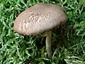 !! Inocybe flocculosa !!