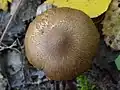 !!!Inocybe flocculosa!!!