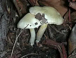 !!Inocybe geophylla!!