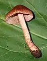 !!!Inocybe cincinnata sin. Inocybe obscura!!!