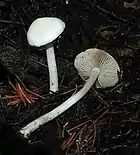 !!!Inocybe sindonia!!!