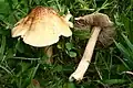 !!Inocybe squamata!!