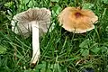!!Inocybe squamata!!