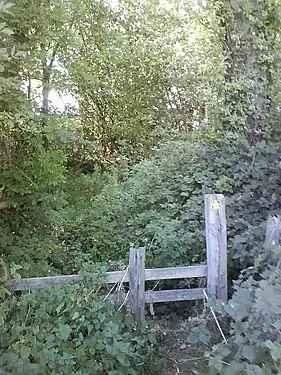 Pădure cu subarboret abundent