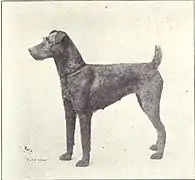 Terrier irlandez în jurul anului 1915