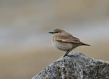 Pietrar răsăritean (Oenanthe isabellina)