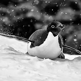 Pinguin AdéliePygoscelis adeliae