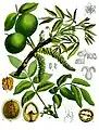 Juglans regia L.