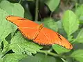 Julia Heliconian, Dryas julia.