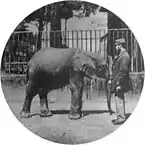 Jumbo la 4&nbsp;ani, 1865