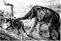 „Jumbo salvând elefantul-clovn”