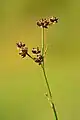 Juncus articulatus